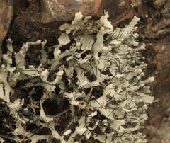 Heterodermia leucomelos