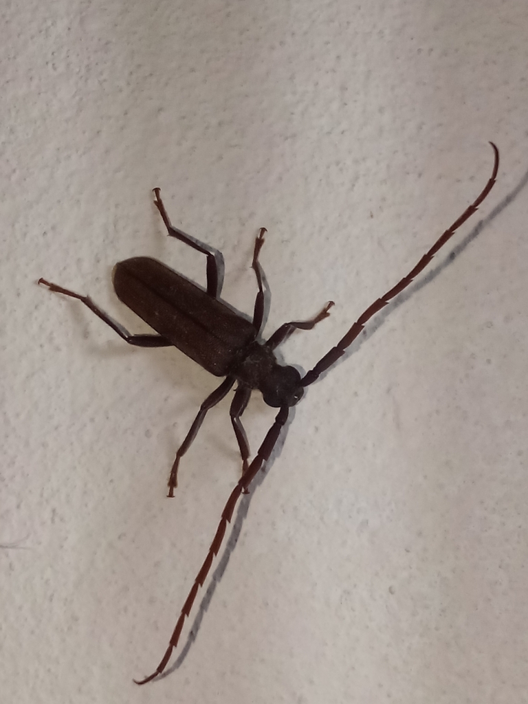 Monodesmus callidioides