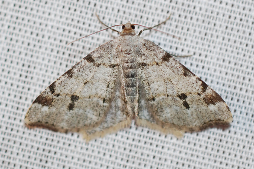 Macaria fissinotata Walker