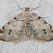Macaria fissinotata - Photo (c) Larry Clarfeld,  זכויות יוצרים חלקיות (CC BY-NC), הועלה על ידי Larry Clarfeld