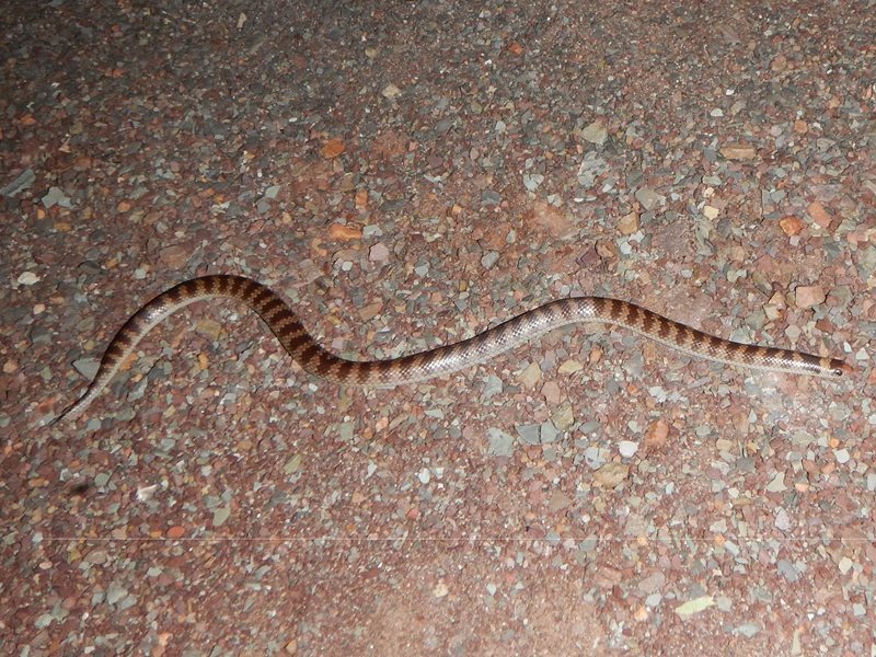 Northern Shovel-Nosed Snake