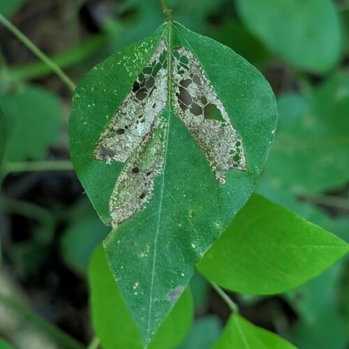 Macrosaccus morrisella photo 3