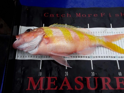 Pristipomoides zonatus observed 2024-03-02