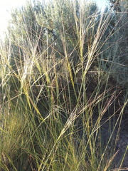 Hesperostipa comata