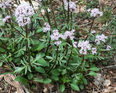 Valeriana californica