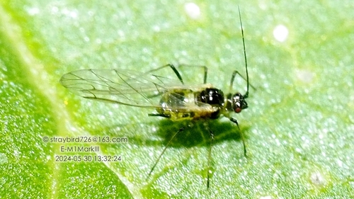 Myzus dycei