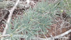 Asparagus crassicladus