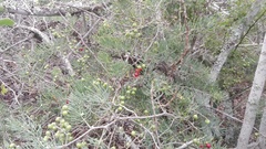 Asparagus crassicladus