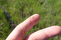 Rhynchospora rariflora