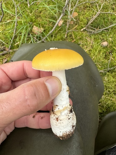 jewelled amanita (Amanita junquillea)