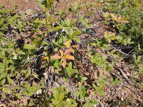 Image of Quercus sadleriana by no rights reserved