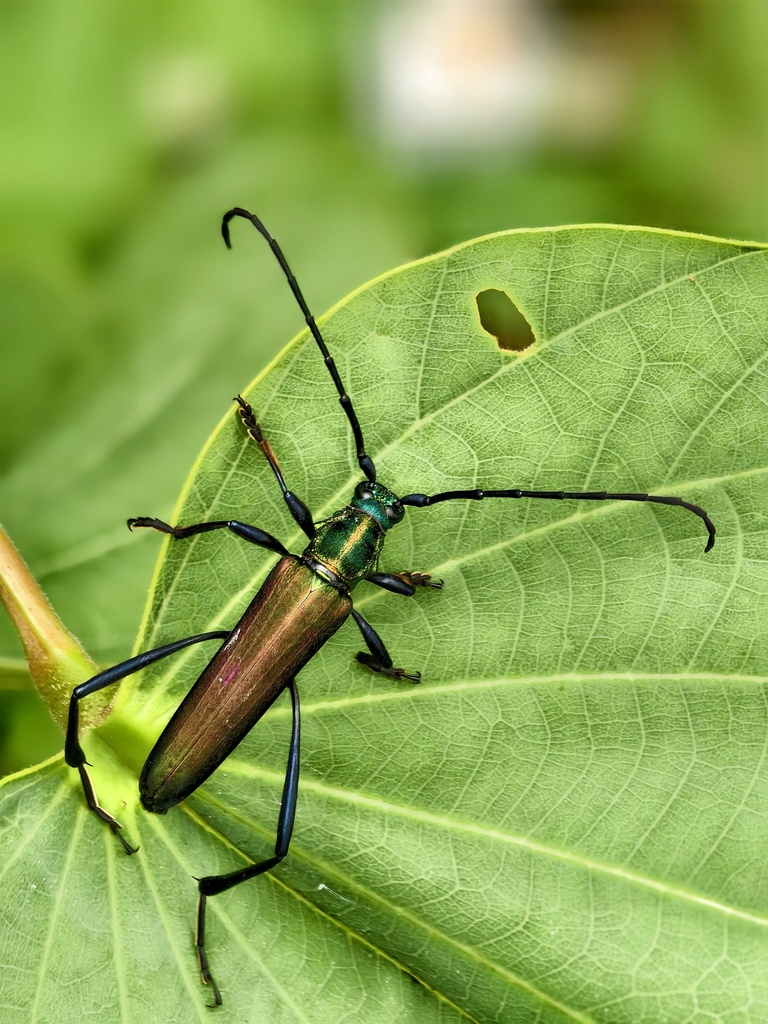Polyzonus sinensis