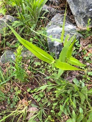 Dichanthelium latifolium