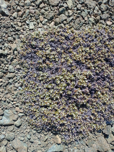Image of Eriogonum ternatum by no rights reserved