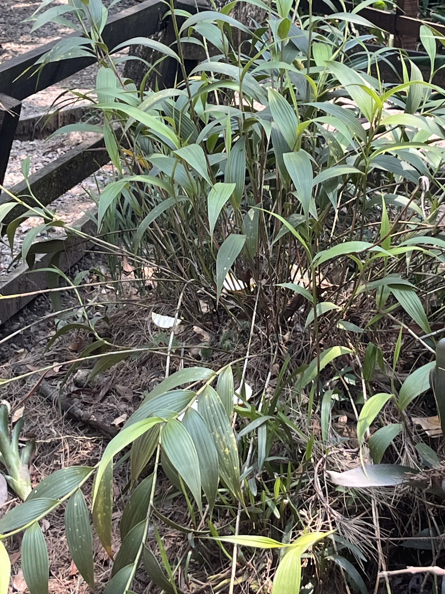 Imagem de Orquídea-da-serra