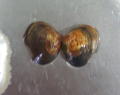 Corbicula fluminea