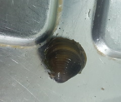 Corbicula fluminea