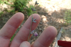 Pediomelum digitatum