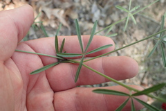 Pediomelum digitatum