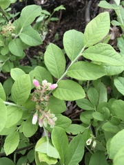 Vaccinium hirsutum
