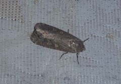 Spodoptera cilium