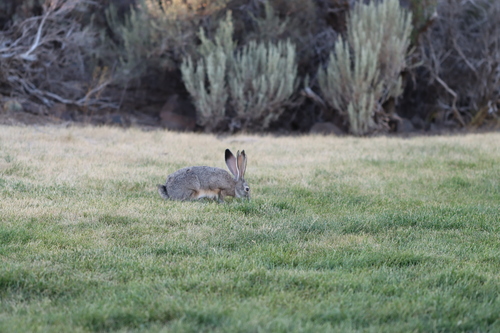 Black-tailed Jackrabbit photographed in Washington