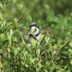 Apalis thoracica