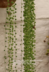 Curio rowleyanus
