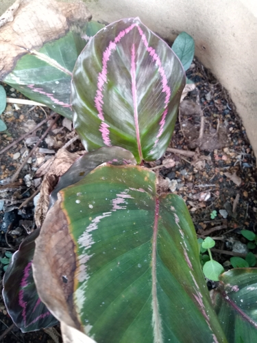 Foto de Maranta
