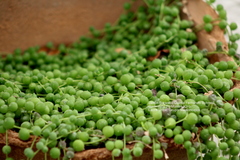 Curio rowleyanus