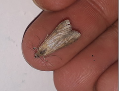 Nomophila noctuella
