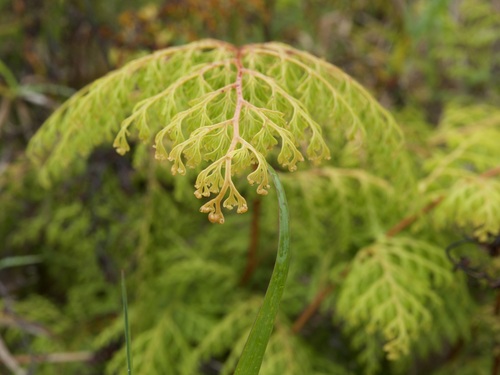 Odontosoria chinensis observed 2024-06-02