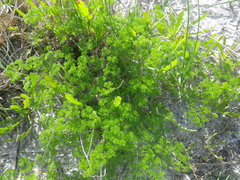 Annesorhiza macrocarpa
