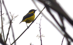 Dacnis flaviventer