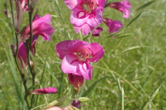 Gladiolus italicus