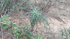 Euphorbia clava
