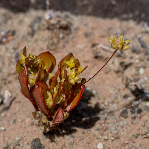 Salty Buckwheat (Stenogonum salsuginosum)