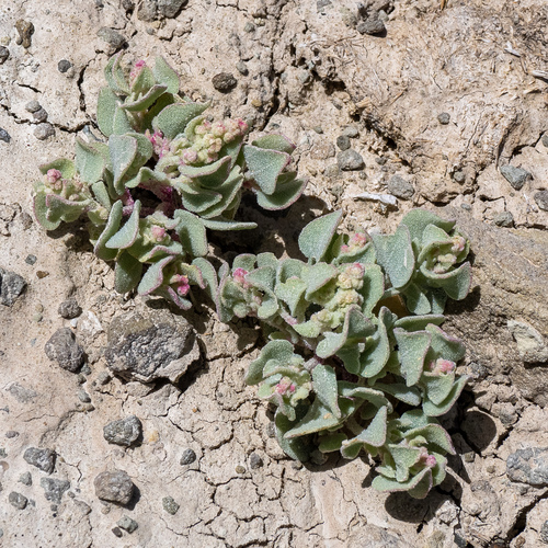 Sack Saltbush (Atriplex saccaria)