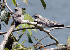 Chordeiles rupestris