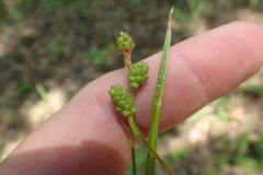 Carex caroliniana