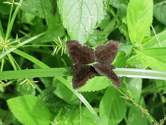 Staphylus ascalon