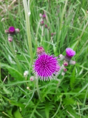 Cirsium rivulare