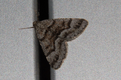 Paramelora lychnota
