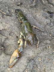 Lacunicambarus polychromatus