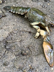 Lacunicambarus polychromatus