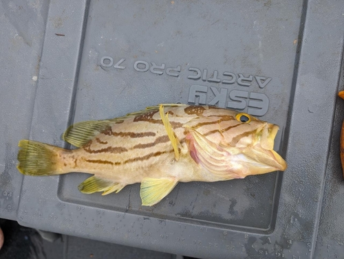 Epinephelus morrhua observed 2024-03-03