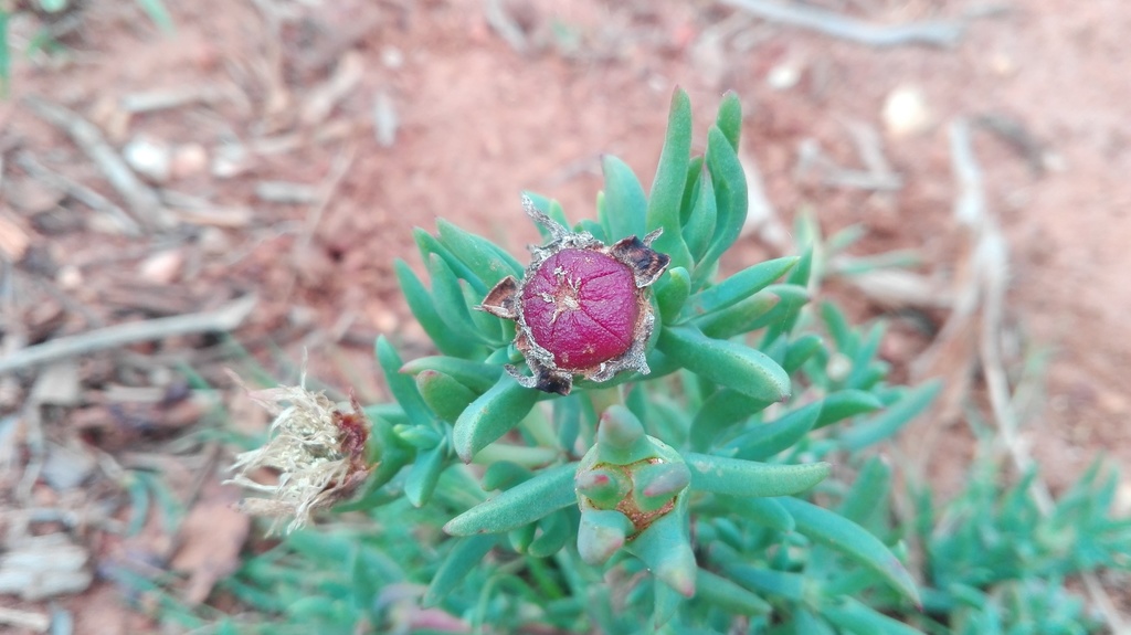 Lampranthus macrocarpus