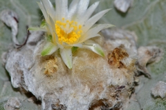 © Joey Santore, some rights reserved (CC-BY-NC)