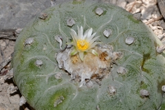 © Joey Santore, some rights reserved (CC-BY-NC)