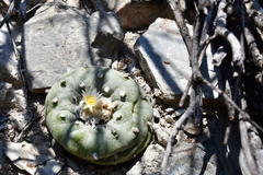 © Joey Santore, some rights reserved (CC-BY-NC)